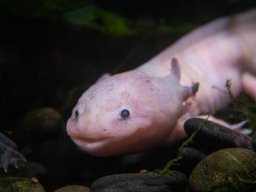 Axolotl