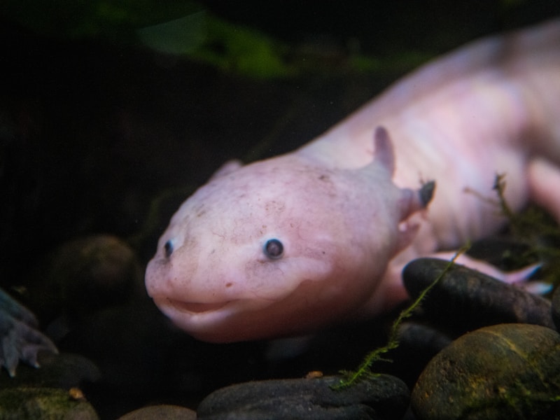 Axolotl