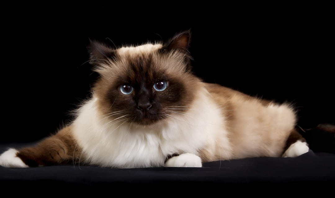 Birman