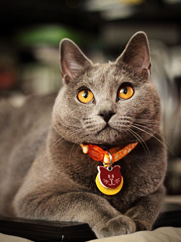 Chartreux