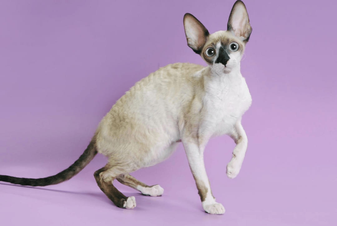 Devon Rex