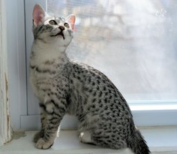 Egyptian Mau
