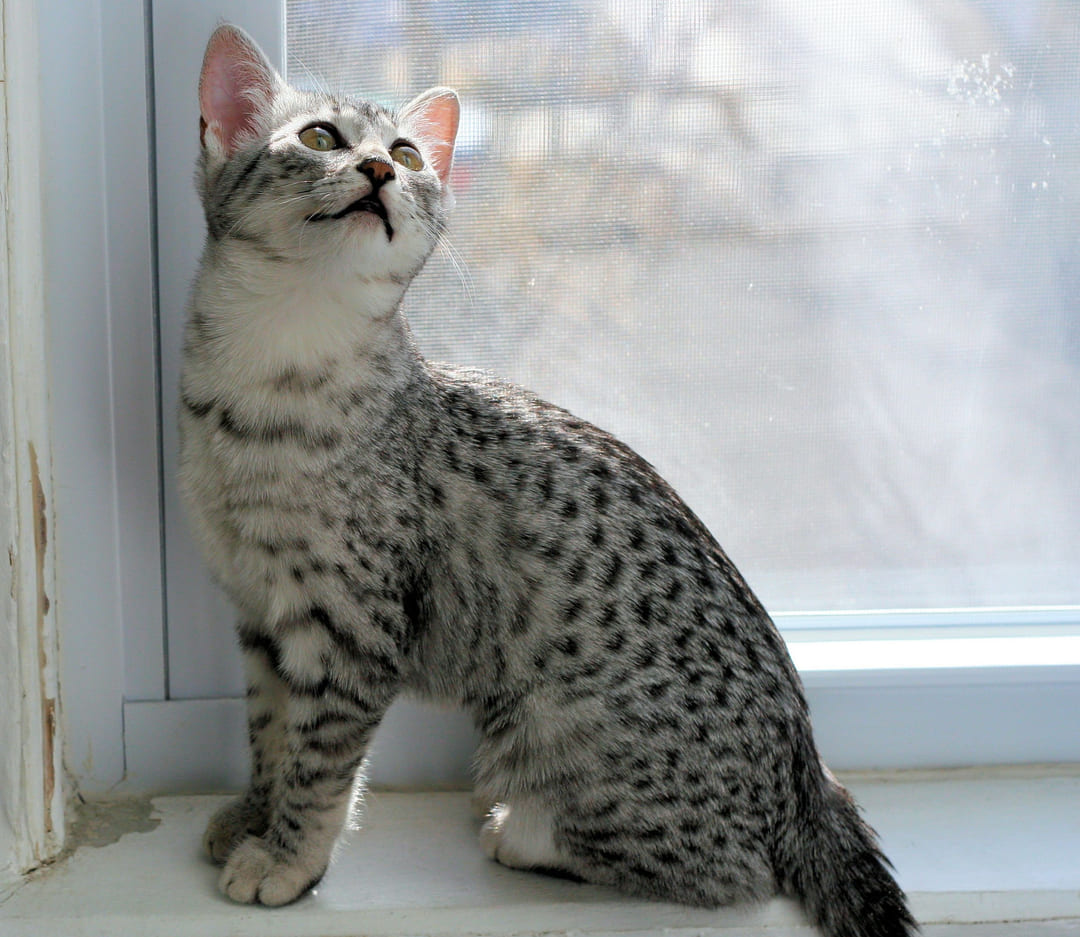 Egyptian Mau