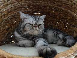 Exotic Shorthair