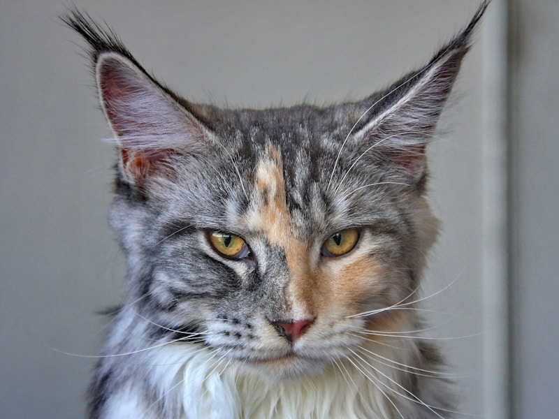 Maine Coon