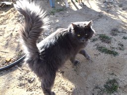 Nebelung