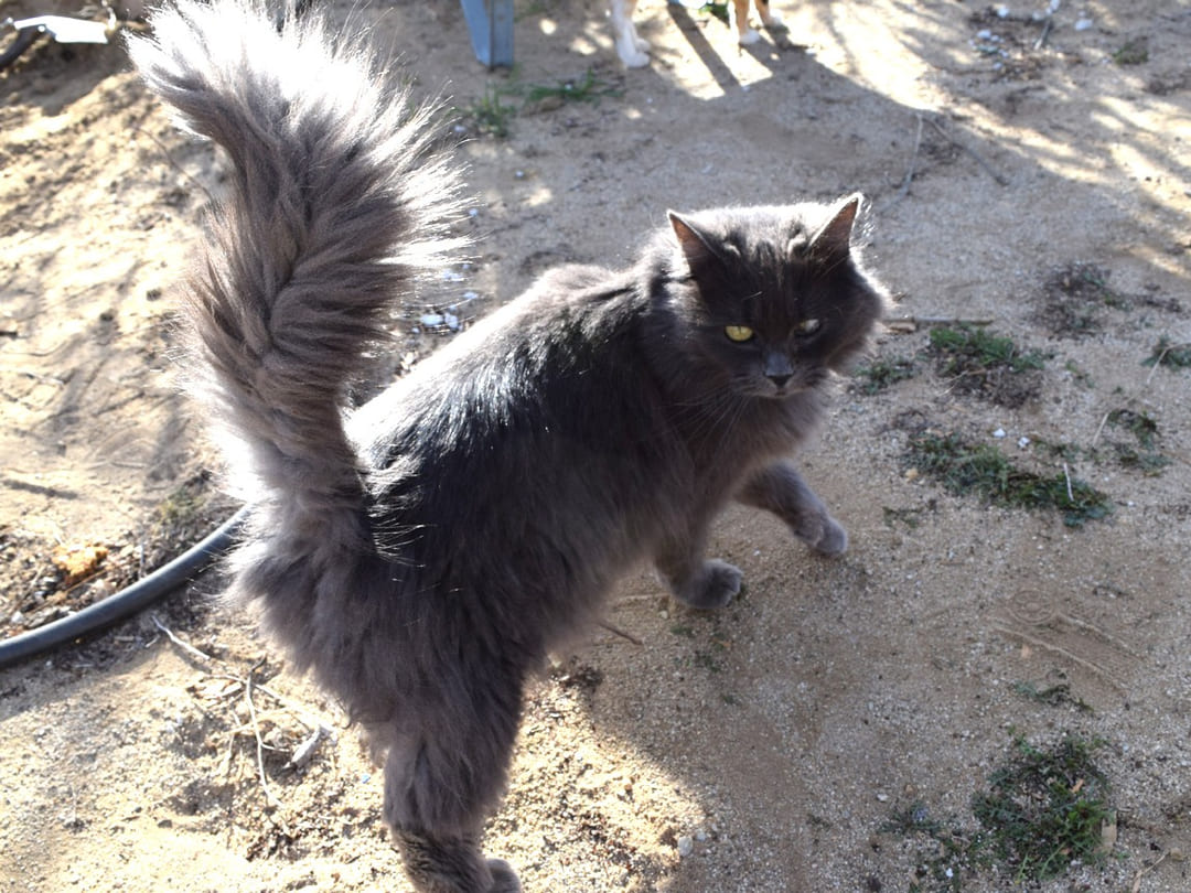 Nebelung