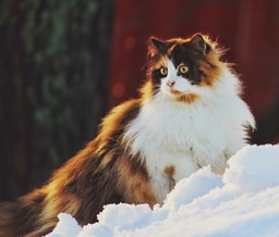 Norwegian Forest Cat