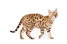 Ocicat