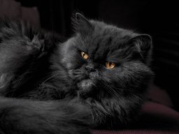 Persian Cat