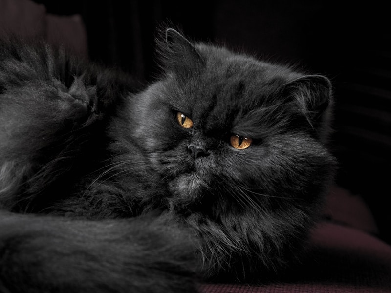 Persian Cat