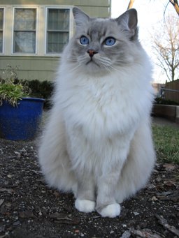 Ragdoll
