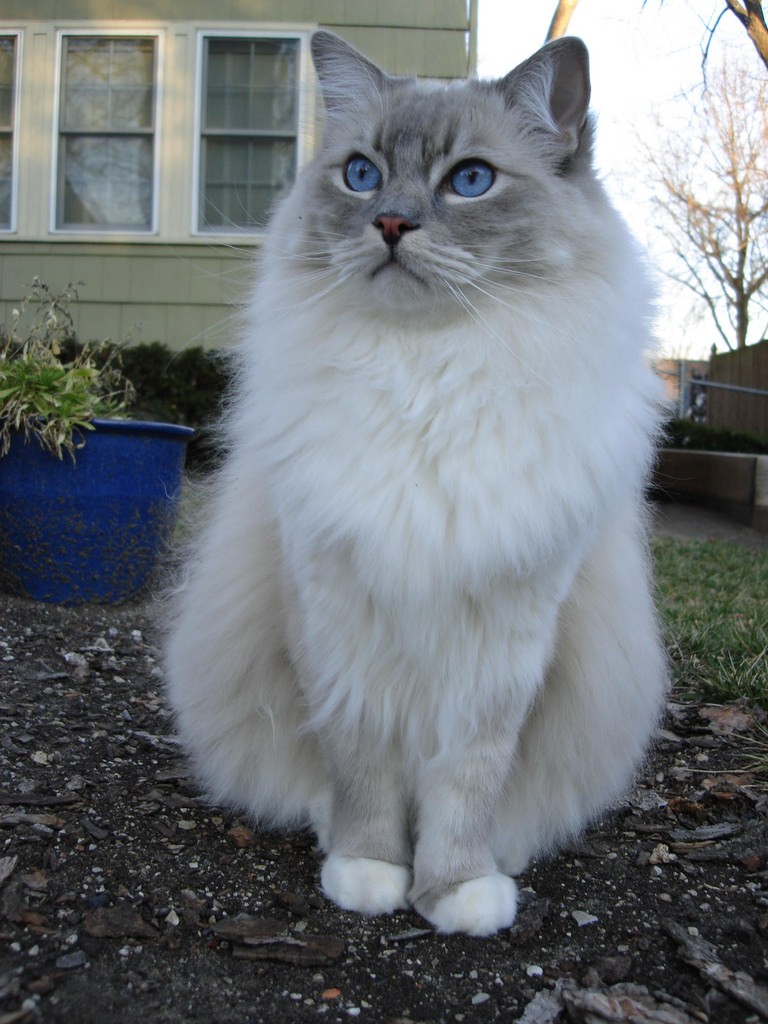 Ragdoll