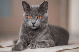 Russian Blue