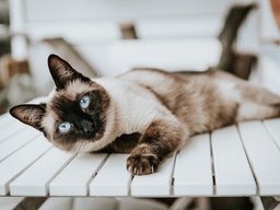 Siamese Cat