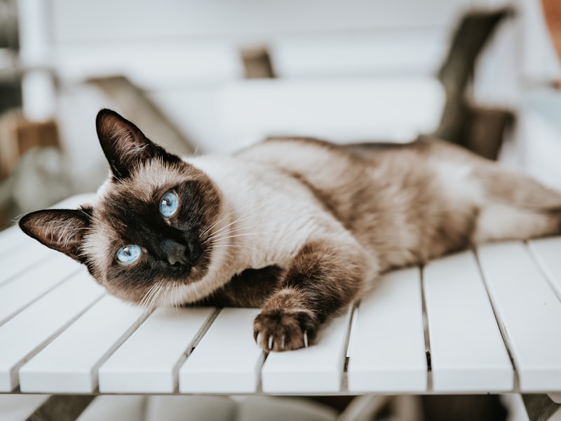 Siamese Cat
