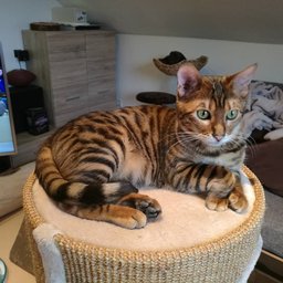 Toyger