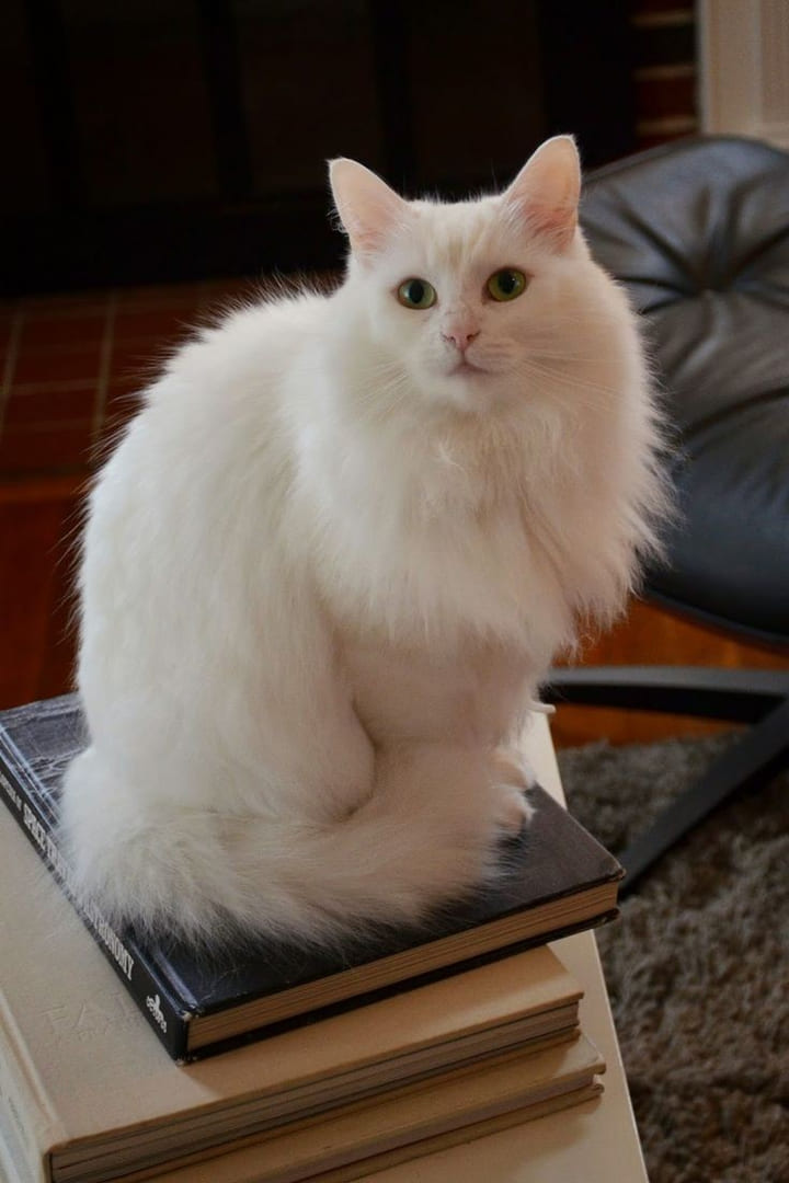 Turkish Angora