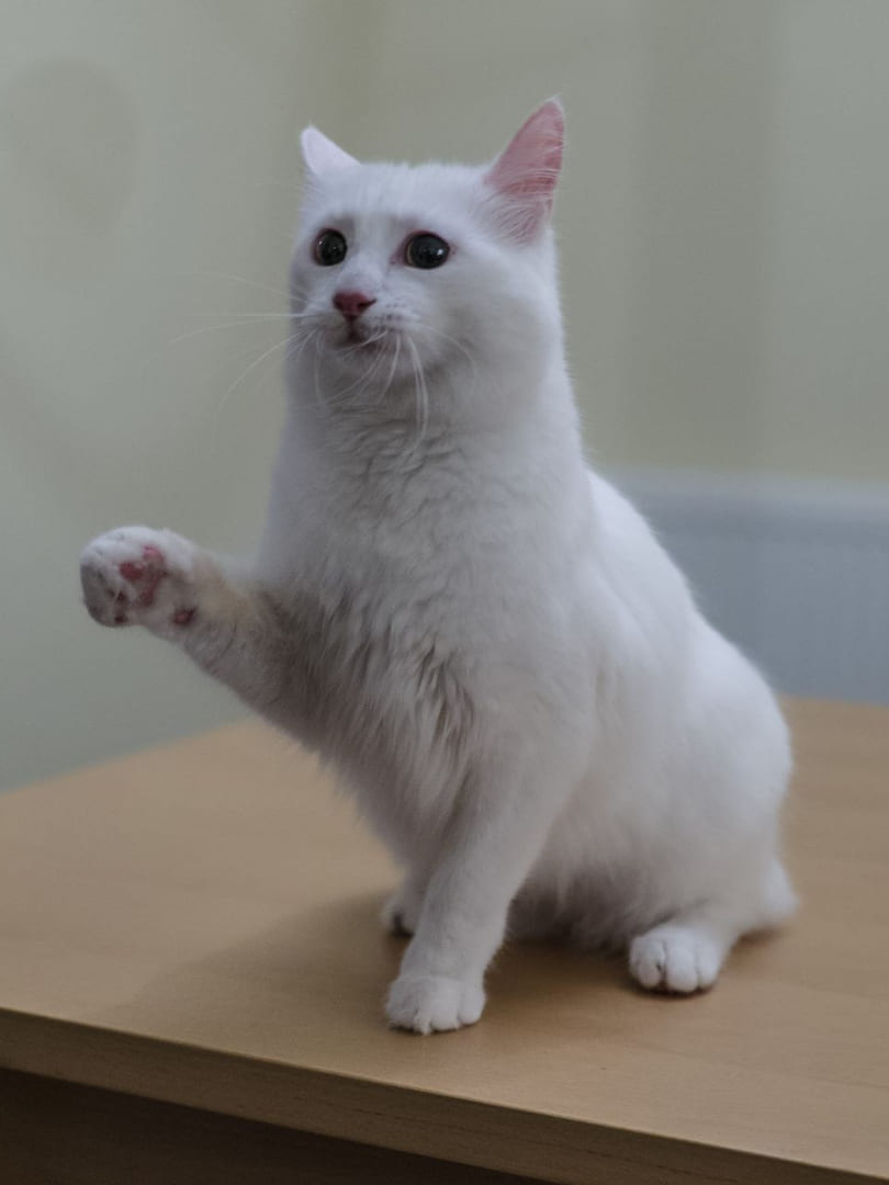 Turkish Van
