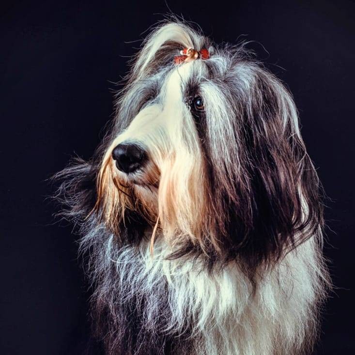 Bearded Collie