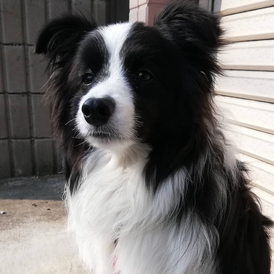 Border Collie