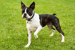 Boston Terrier