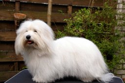 Coton de Tulear