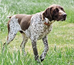 German Shorthaired Pointer