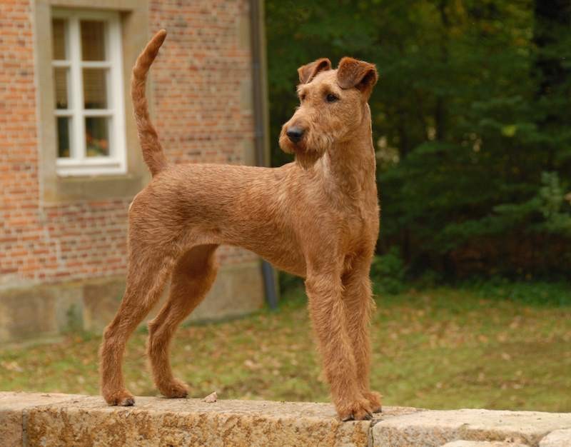 Irish Terrier