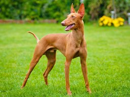 Pharaoh Hound
