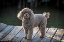 Poodle (Miniature)