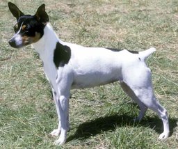 Rat Terrier
