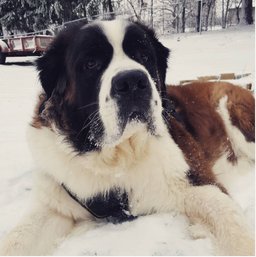 Saint Bernard
