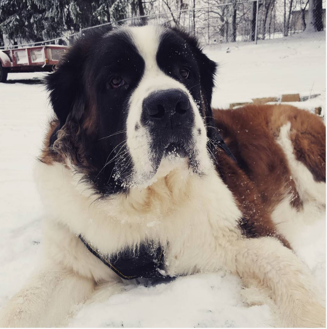 Saint Bernard
