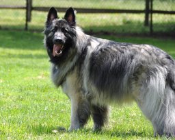 Shiloh Shepherd