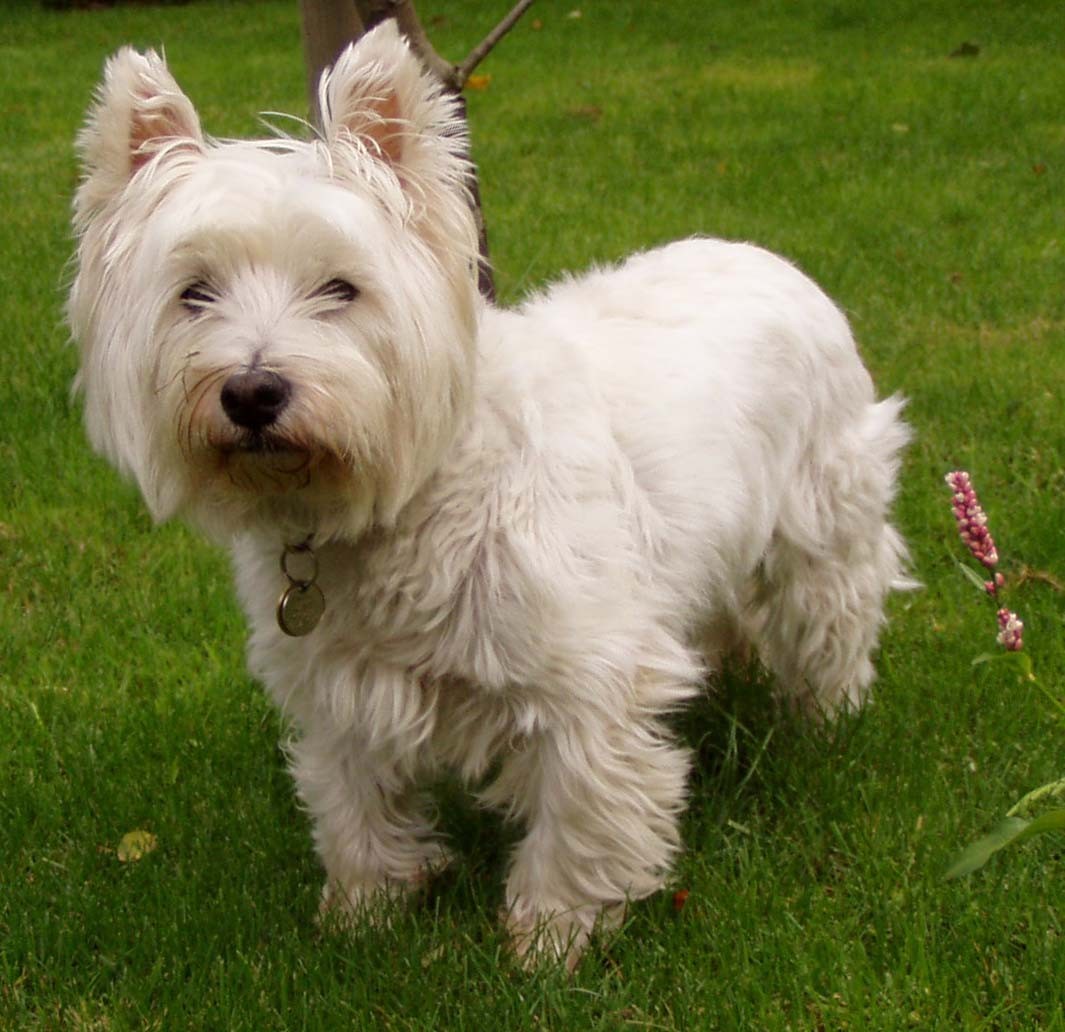 West Highland White Terrier