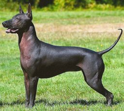 Xoloitzcuintli