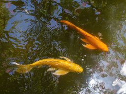 Goldfish