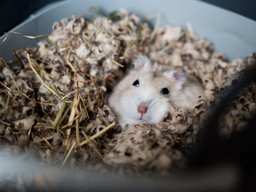 Dwarf Hamster
