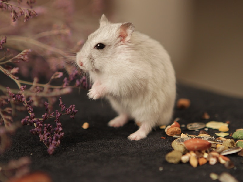 Syrian Hamster