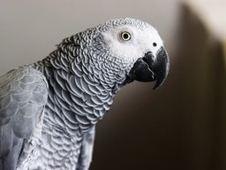 African Grey Parrot