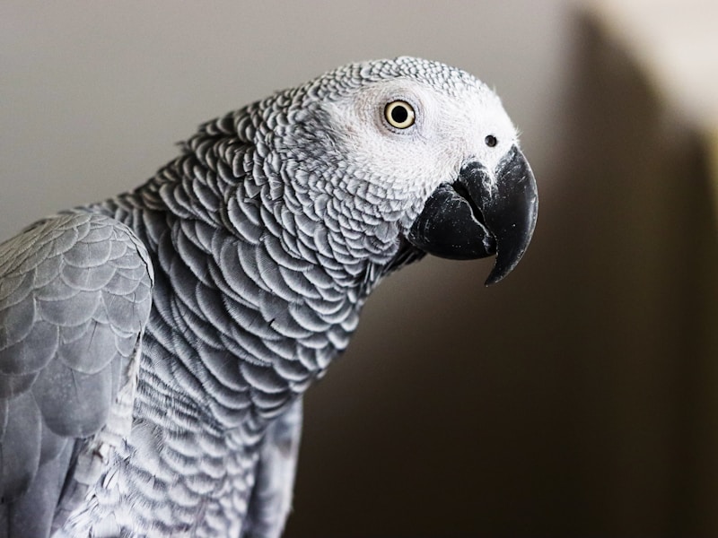 African Grey Parrot