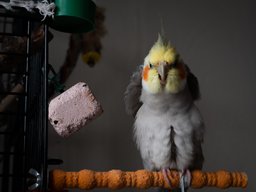 Cockatiel