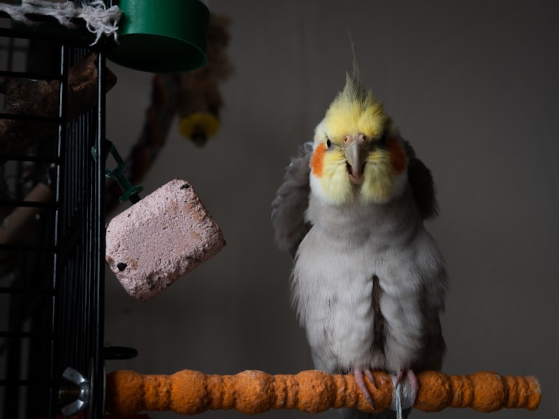 Cockatiel