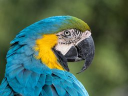 Macaw
