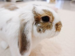 Holland Lop Rabbit