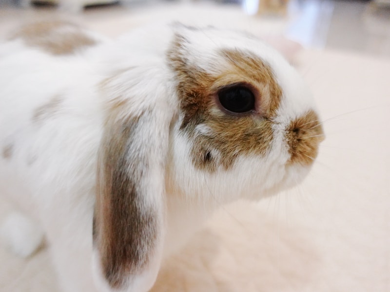 Holland Lop Rabbit