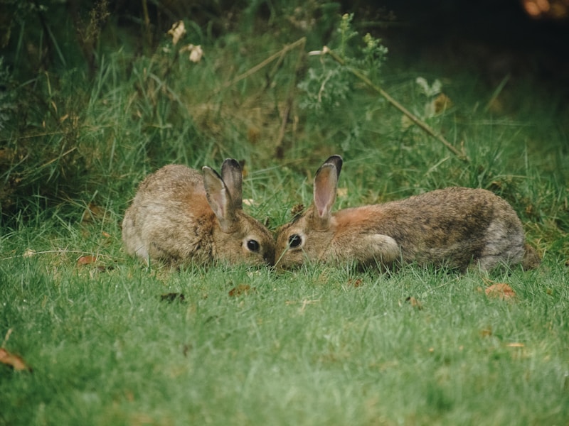 Netherland Dwarf Rabbit